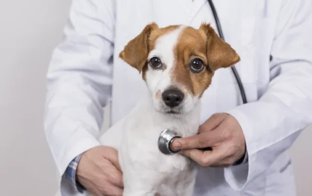 Dry Creek Veterinary Hospital