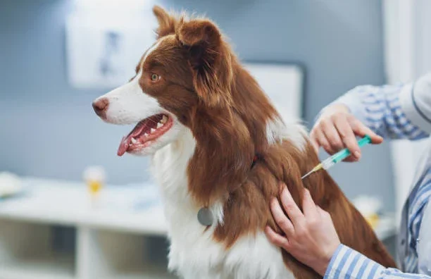 Dorado Animal Hospital & Surgical Center
