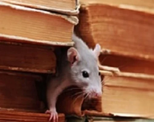 Nell’s Pest Control
